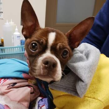 Boston Terrier Dogs Available for Adoption - Joviana Coolio | PetCurious