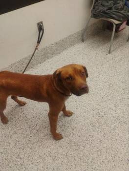 Hungry Hippo -  Labrador Retriever and Mixed Breed Dog for Adoption in Atlanta, Georgia - Hungry Hippo | PetCurious