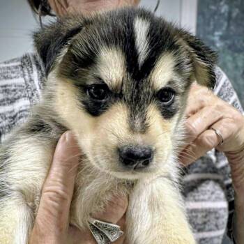 Rescue Retriever Dogs for Adoption in Niagara Falls, Ontario - Badger (20251021-02) | PetCurious