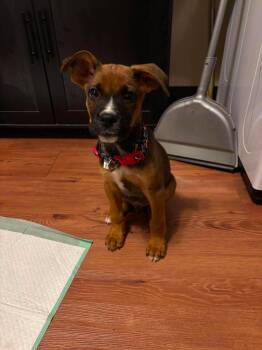 Boxer Dogs Available for Adoption in Welling, Oklahoma - Duffel | PetCurious