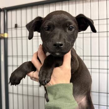 Kessel -  Mixed Breed Dog for Adoption in Columbia, South Carolina - Kessel | PetCurious