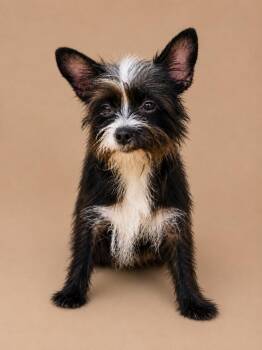 Grape Vine -  Mixed Breed Dog for Adoption in Statesboro, Georgia - Grape Vine | PetCurious