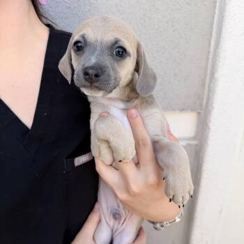Coleslaw -  Mixed Breed Dog for Adoption in Las Vegas, Nevada - Coleslaw | PetCurious