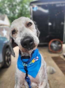 Bruce -  Sheepadoodle Dog for Adoption in Salisbury, North Carolina - Bruce | PetCurious