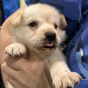 Mixed Breed Dogs Available for Adoption in Austin, Texas - Lady Sif | PetCurious