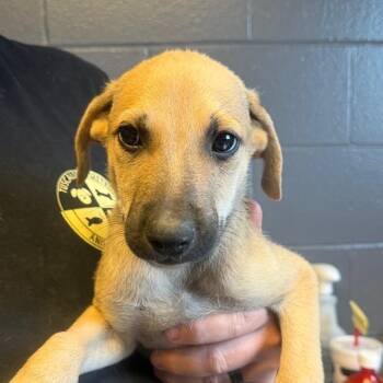 TUSC-Stray-85227_2_3_4_5_6_7 -  Shepherd and Mixed Breed Dog for Adoption in Tuscaloosa, Alabama - TUSC-Stray-85227_2_3_4_5_6_7 | PetCurious