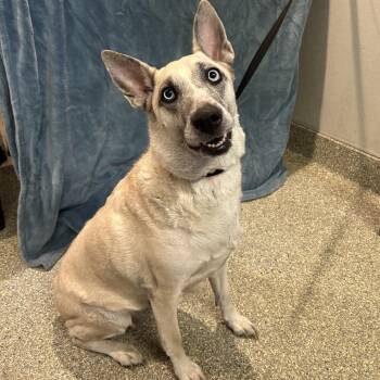 IVHS-Stray-143141 -  Shepherd and Siberian Husky Dog for Adoption in San Gabriel, California - IVHS-Stray-143141 | PetCurious