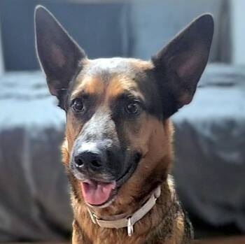 Ernie -  Shepherd and Mixed Breed Dog for Adoption in Corpus Christi, Texas - Ernie | PetCurious