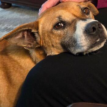 Hound Dogs Available for Adoption in Renfrew, Pennsylvania - Diego | PetCurious