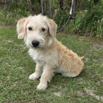 Goldendoodle Dogs Available for Adoption in Foley, Alabama - Hewey | PetCurious