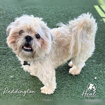 Paddington -  Shih Tzu Dog for Adoption in Youngwood, Pennsylvania - Paddington | PetCurious