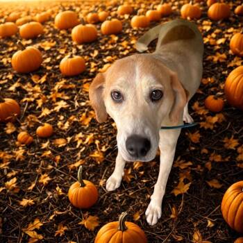Sunshine -  Hound Dog for Adoption in Galax, Virginia - Sunshine | PetCurious