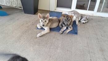 Puppy boy Ezra -  Husky and Mixed Breed Dog for Adoption in Center Square, Pennsylvania - Puppy Boy Ezra | PetCurious