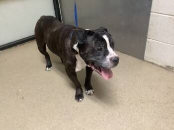 Rescue Pit Bull Terrier and Mixed Breed Dogs for Adoption in Fort Worth, Texas - 59292409 | PetCurious