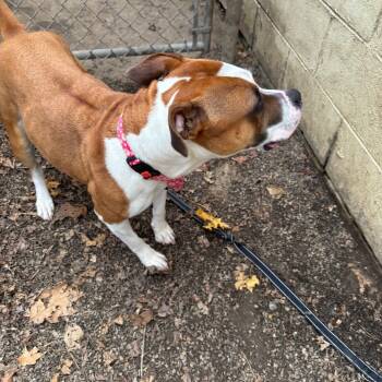 Rescue Pit Bull Terrier Dogs for Adoption in Greenville, Pennsylvania - Flo | PetCurious