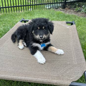 Shepherd Dogs Available for Adoption in Plainfield, Illinois - Callie | PetCurious