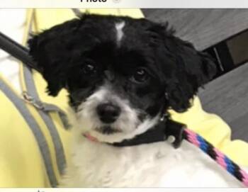 Rescue Maltipoo Dogs for Adoption in Beverly Hills, California - Sunshine | PetCurious