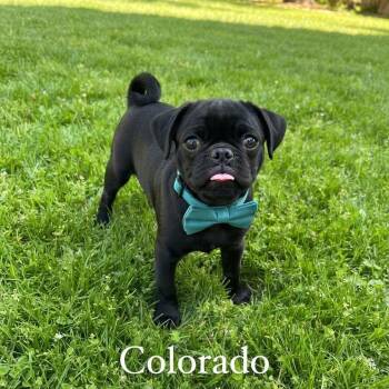 Colorado -  Pug Dog for Adoption in Las Vegas, Nevada - Colorado | PetCurious