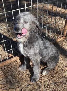 Rescue Poodle Dogs for Adoption in Pembroke, Massachusetts - Skittles | PetCurious