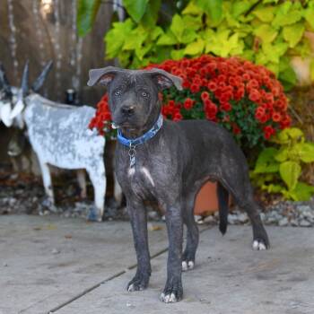 Rescue Labrador Retriever Dogs for Adoption in Wake Forest, North Carolina - Seifer | PetCurious