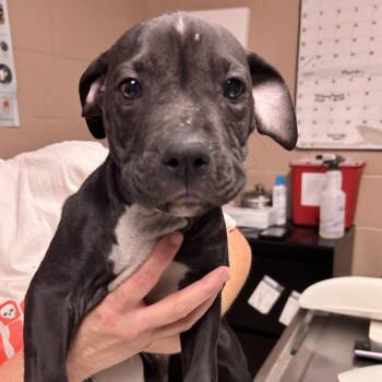Spock -  Pit Bull Terrier Dog for Adoption in Newport, North Carolina - Spock | PetCurious