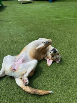 Great Pyrenees Dogs Available for Adoption in Nashville, Tennessee - Serena | PetCurious