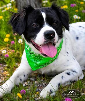 Vlad -  Mixed Breed Dog for Adoption in Grayling, Michigan - Vlad | PetCurious