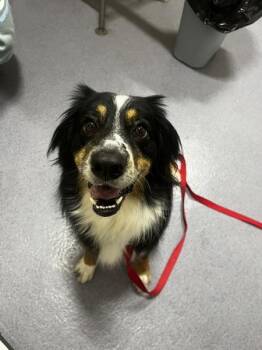Stella -  Australian Shepherd Dog for Adoption in Stratham, New Hampshire - Stella | PetCurious