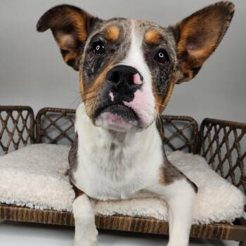 Australian Shepherd Dogs Available for Adoption in Fort Wayne, Indiana - Loki | PetCurious