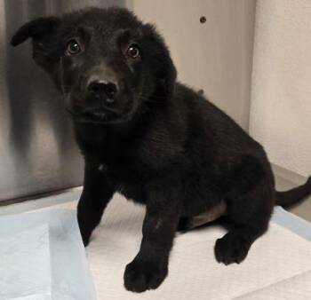 Sushi Roll -  Shepherd and Mixed Breed Dog for Adoption in Fresno, California - Sushi Roll | PetCurious