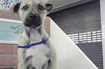 Staffordshire Bull Terrier and Mixed Breed Dogs Available for Adoption - A2060486 | PetCurious