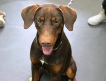 Rune -  Doberman Pinscher and Hound Dog for Adoption in Picayune, Mississippi - Rune | PetCurious