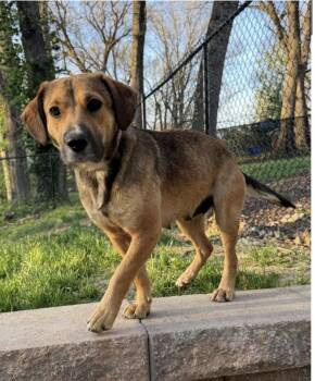 Mixed Breed Dogs Available for Adoption in Swansea, Illinois - Sasha | PetCurious