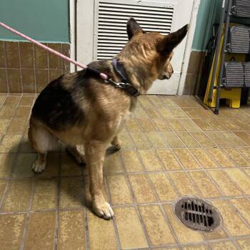 IVHS-Stray-142712 -  German Shepherd Dog Dog for Adoption in San Gabriel, California - IVHS-Stray-142712 | PetCurious