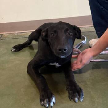 Hocus-Pocus -  Border Collie Dog for Adoption in Cheyenne, Wyoming - Hocus-Pocus | PetCurious