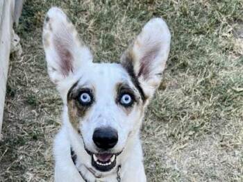 Rescue Mixed Breed Dogs for Adoption in Georgetown, Texas - Sadie | PetCurious