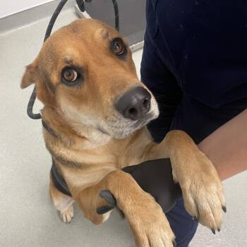 Mollie -  Mixed Breed Dog for Adoption in Abilene, Texas - Mollie | PetCurious