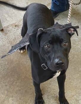 Rescue Labrador Retriever and Mixed Breed Dogs for Adoption in La Harpe, Kansas - Serendipity | PetCurious