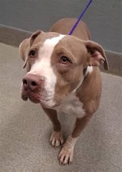 ROSE -  Pit Bull Terrier Dog for Adoption in Las Vegas, Nevada - ROSE | PetCurious