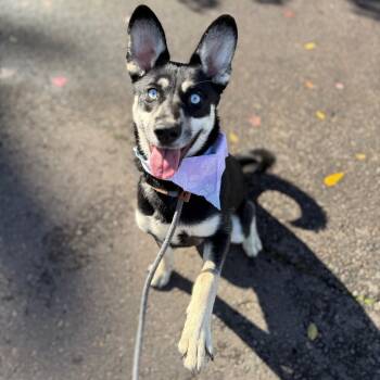 Rescue Australian Kelpie Dogs for Adoption in Newberg, Oregon - Aria | PetCurious