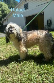 Rafiel -  Shih Tzu Dog for Adoption in Cambridge, Maryland - Rafiel | PetCurious