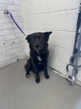 KACEY -  Australian Cattle Dog Blue Heeler and Mixed Breed Dog for Adoption in San Bernardino, California - KACEY | PetCurious