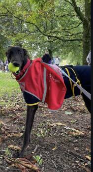 Rescue Greyhound Dogs for Adoption in Winter Park, Florida - Jack | PetCurious
