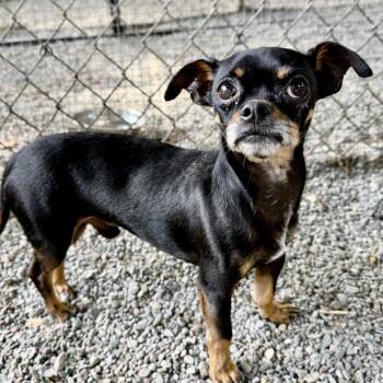 Alistair -  Chihuahua Dog for Adoption in Oakland, California - Alistair | PetCurious