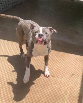 Tobi -  Pit Bull Terrier Dog for Adoption in Teterboro, New Jersey - Tobi | PetCurious