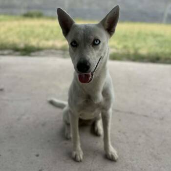 Honey Bee -  Siberian Husky and Labrador Retriever Dog for Adoption in Harlingen, Texas - Honey Bee | PetCurious
