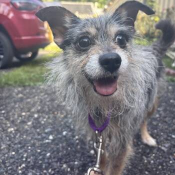 Andy -  Schnauzer and Shih Tzu Dog for Adoption in Penns Grove, New Jersey - Andy | PetCurious