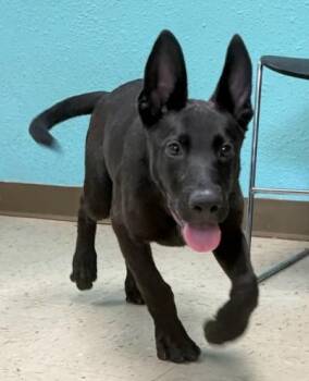 Danny Wayne -  Shepherd and Mixed Breed Dog for Adoption in Morristown, New Jersey - Danny Wayne | PetCurious
