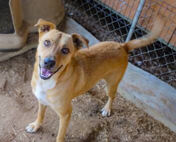 Rescue Golden Retriever Dogs for Adoption in Saint George, South Carolina - NIco | PetCurious