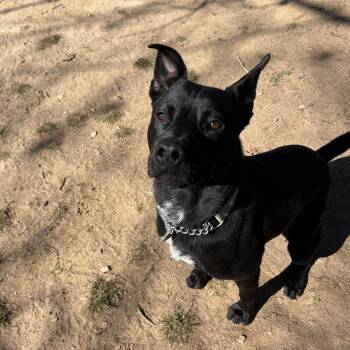 Mixed Breed Dogs Available for Adoption in Hamilton, Georgia - Vincent | PetCurious